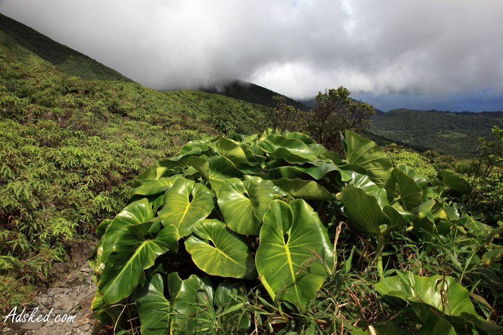 plantes et végétation luxuriantes magnifiques