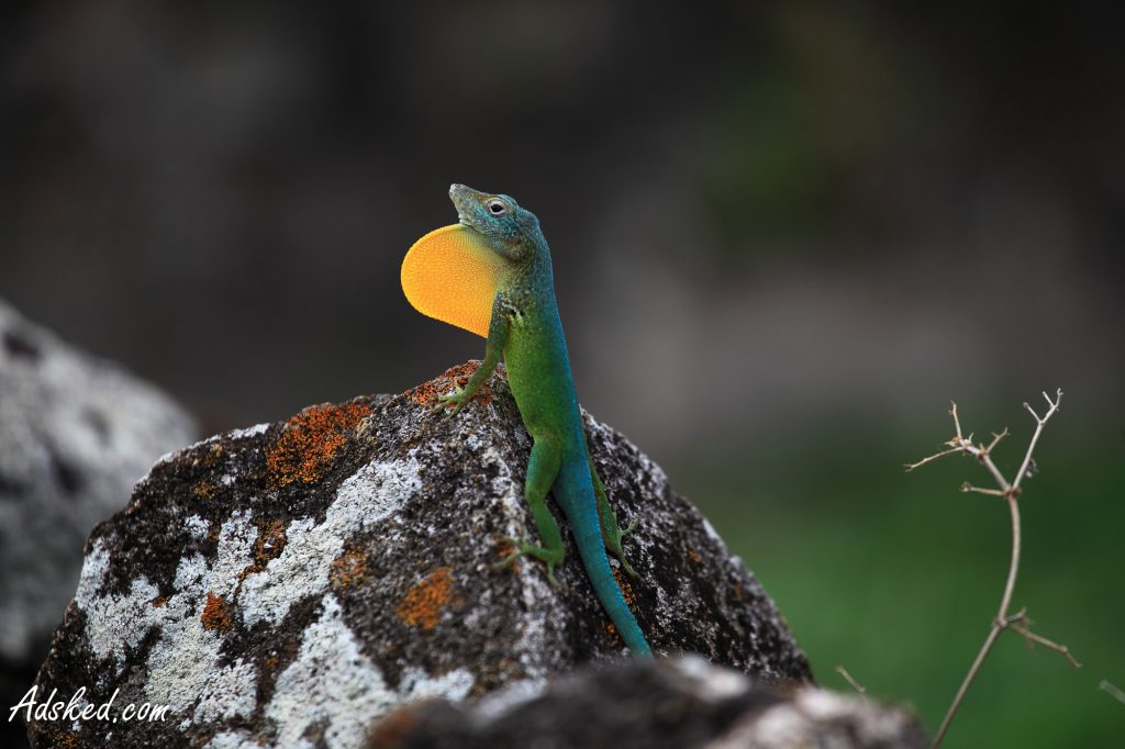 animaux sauvages