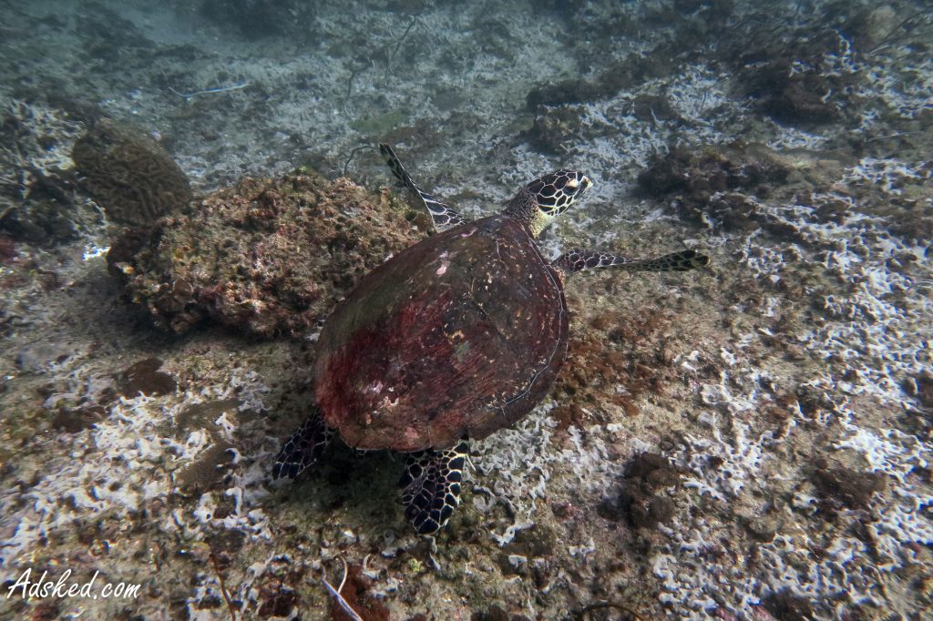 underwater picture of a turtle and fish